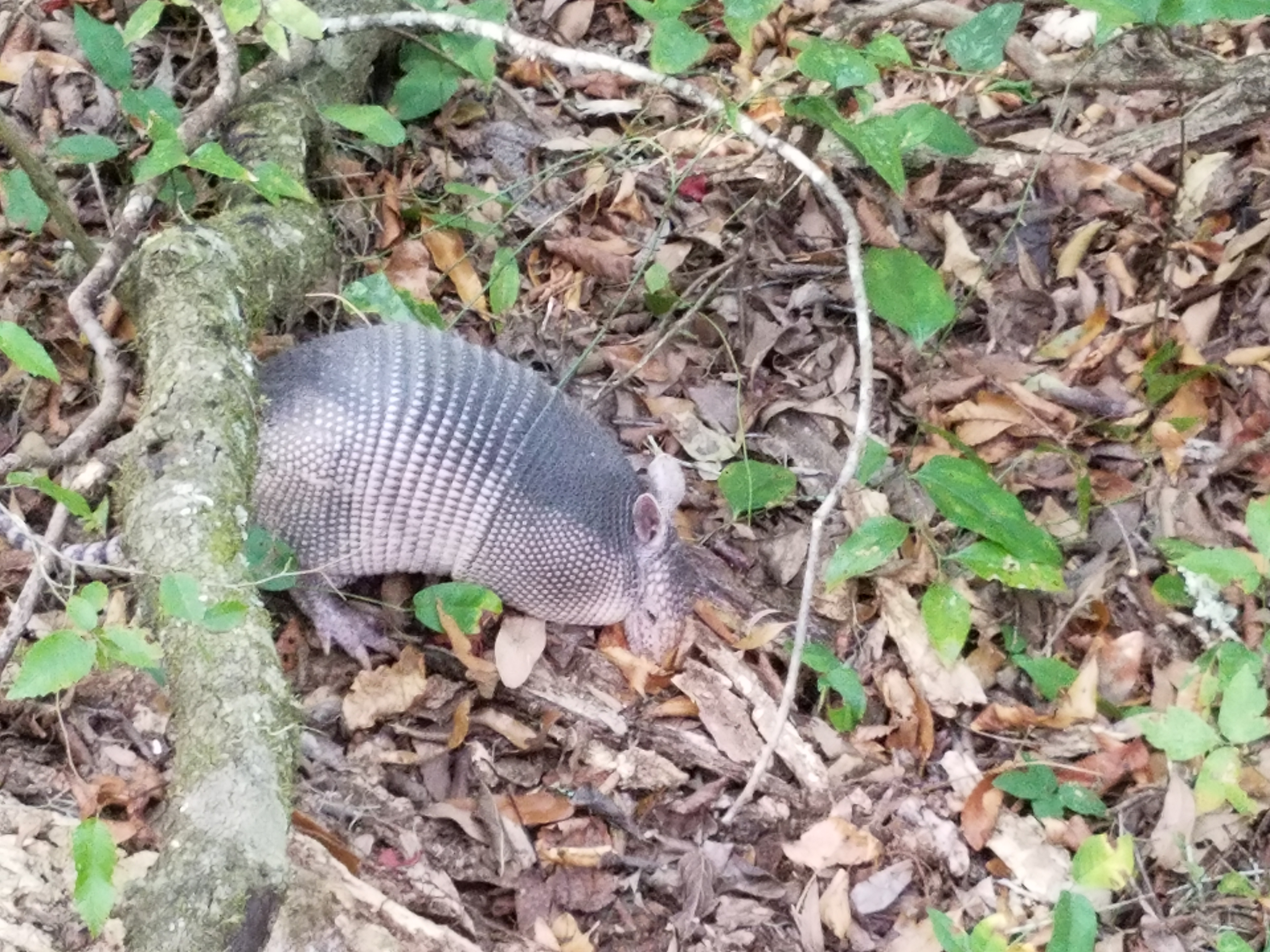 Armadillo505