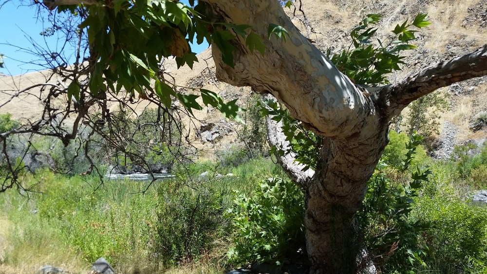 kern canyon lower 20160722_120000