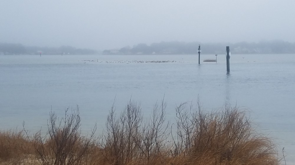Lynnhaven River in January 20170122_153624