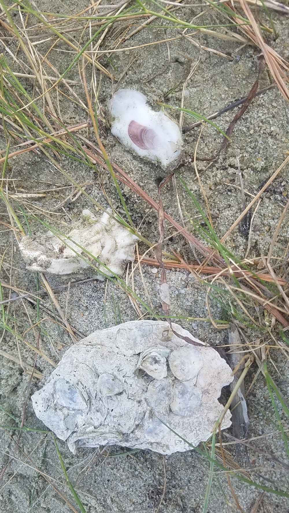 Oysters along the Lynnhaven shore 20170719_154242